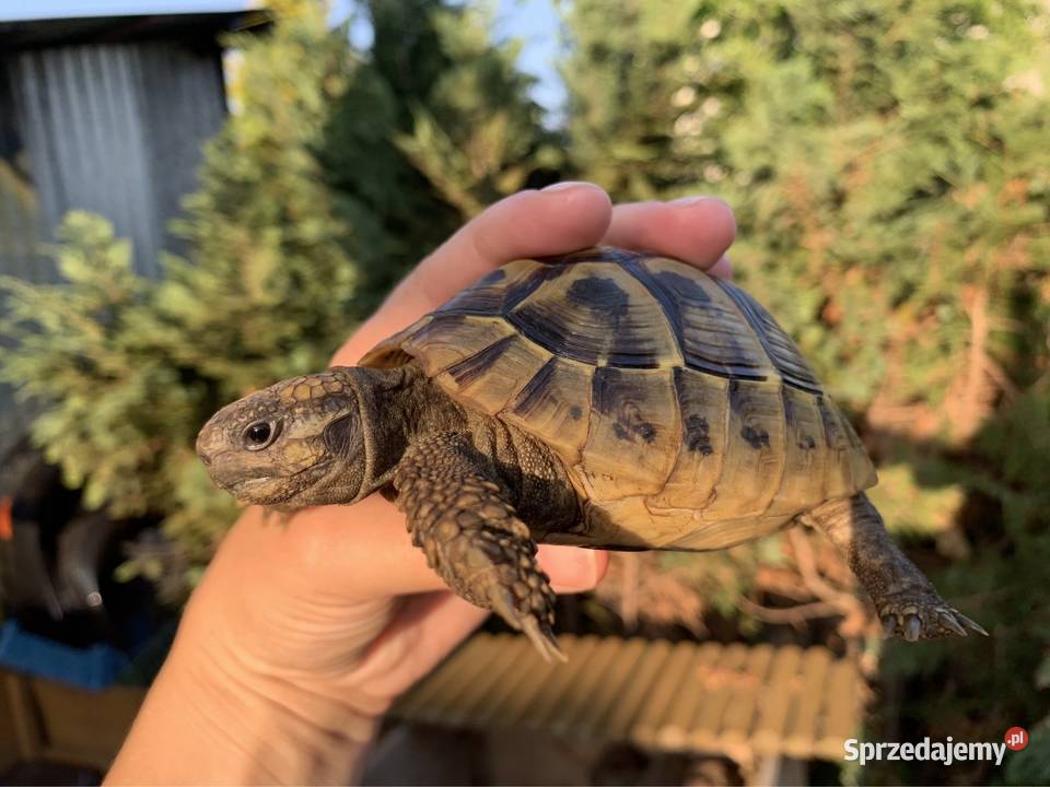 Żółw grecki żółwie greckie Warszawa