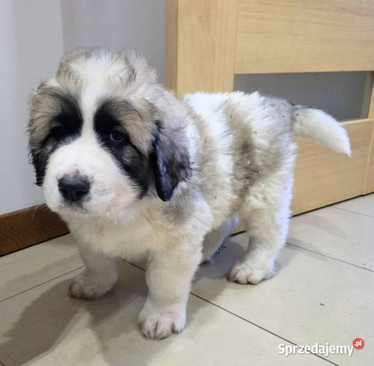 Mastif Pirenejski ZKwPKrakow szczeniaki dostepne Ochmanów