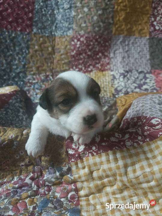 Wzorcowy gładki Jack Russell piękny exterrier Jack Russell Terrier Krapkowice