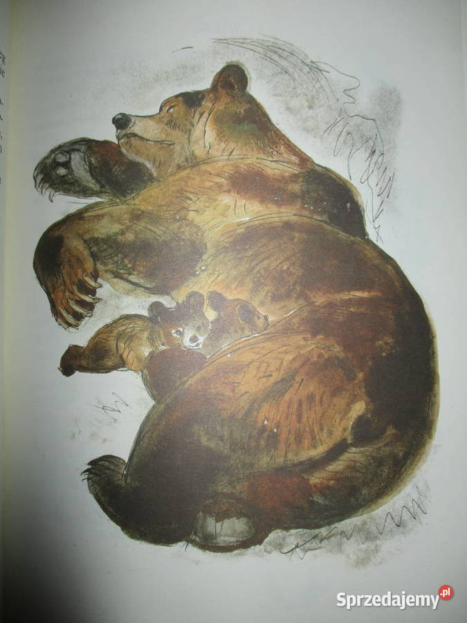 Leśne obrazki ISokołow Mikitow przyroda edukacja Łódź