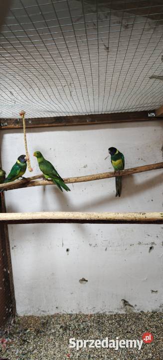 Bernard czarnogłowy Bochnia sprzedam