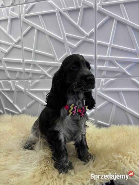 Cocker spaniel angielski wielkopolskie Żelazków