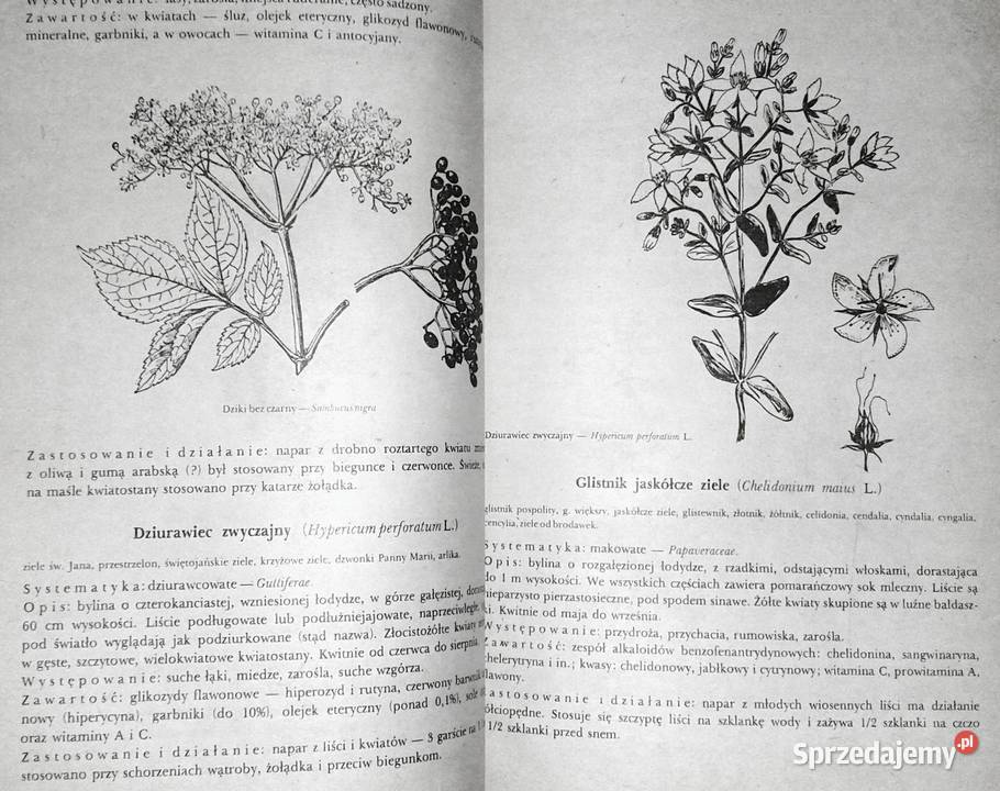 Przewodnik ziołolecznictwa ludowego E Kuźniewski lubelskie Chełm