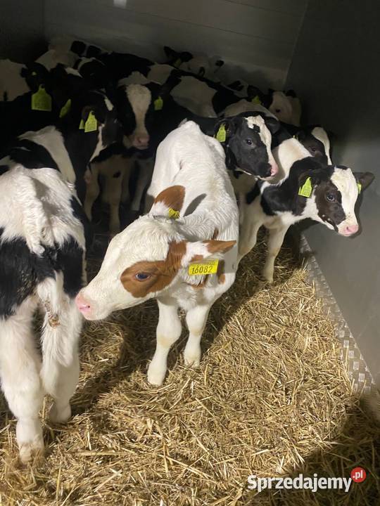 Byczki jaloszki łódzkie Bełchatów