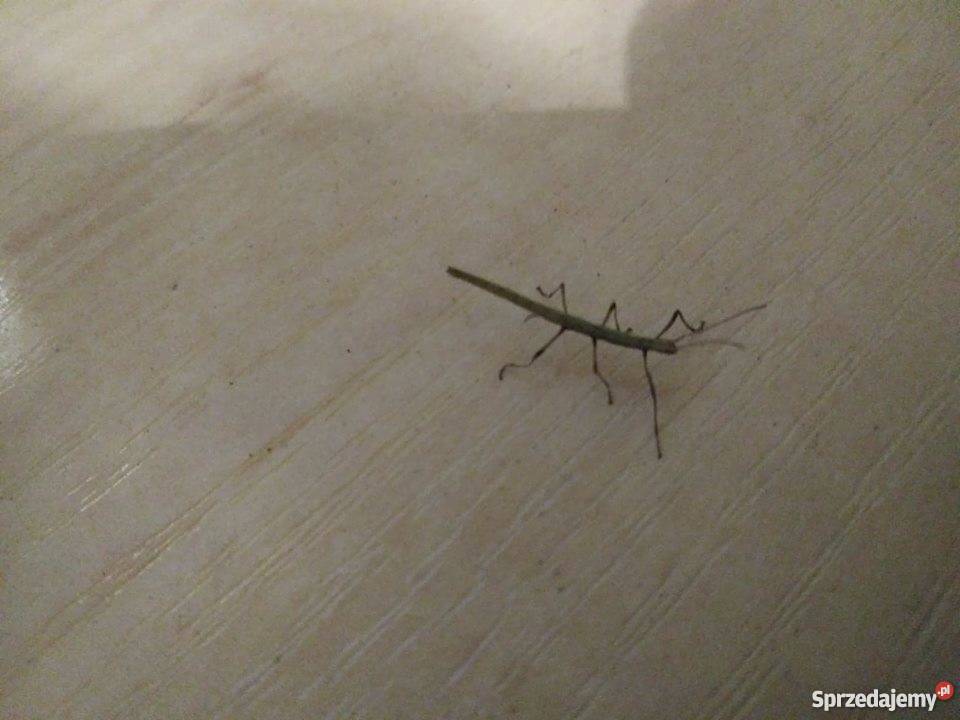 Patyczaki indyjskie młode