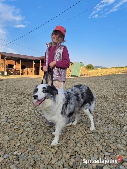 szczeniak suczka BORDER COLLIE czarnobiała Pozostałe Skołyszyn sprzedam