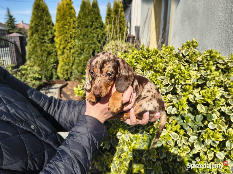 Jamnik długowłosy Choco merle czekoladowy Żychlin sprzedam