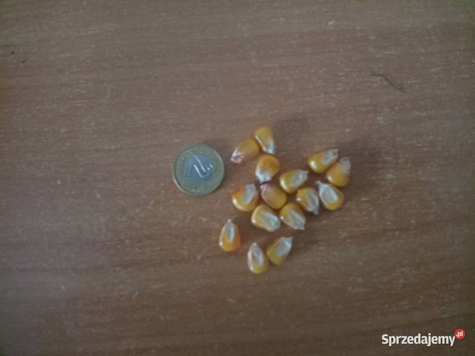 Kukurydza Tipico i Tabarro Pozostałe Dymitrów Mały