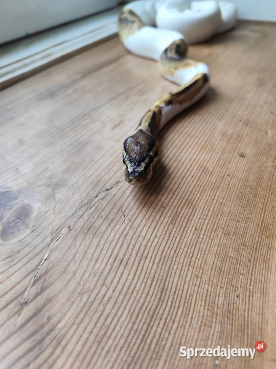 Pyton samiec Piebald Pruszków