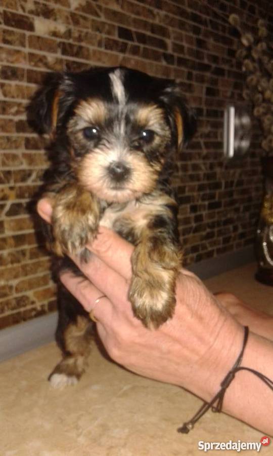 yorki wielkopolskie Leszno