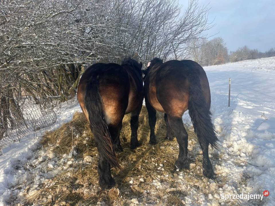 Ogiery na sprzedaż Mrągowo
