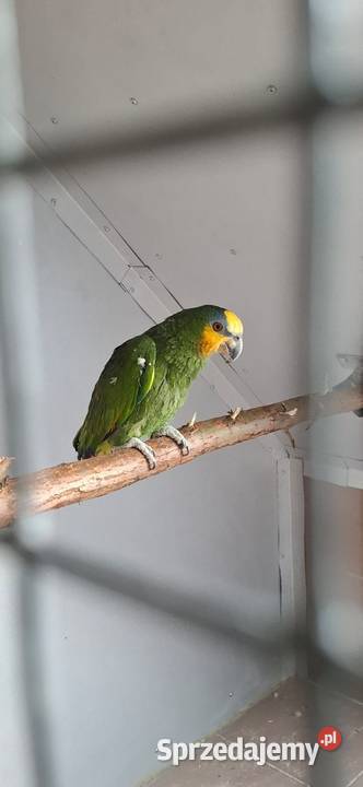 Papuga Amazonka Modrobrewa Kurika
