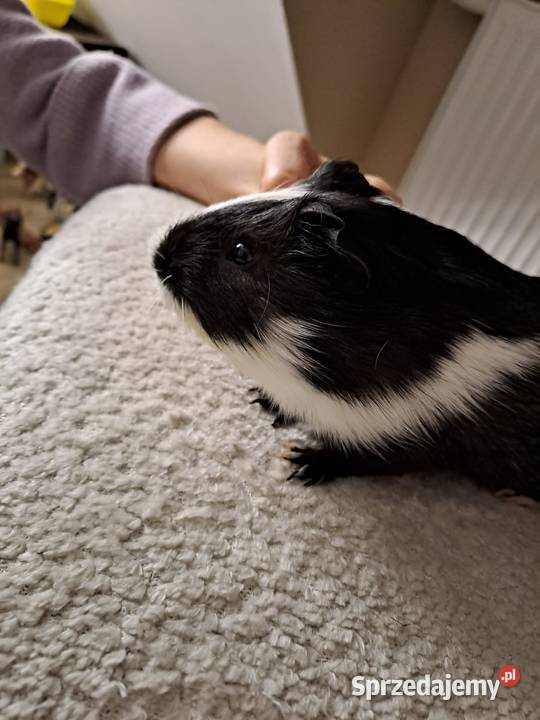 Oddam świnkę morską Malbork