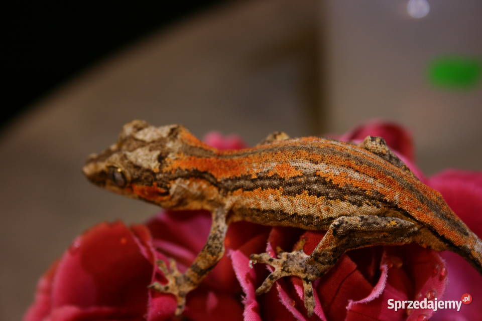 Gekon gargulcowy samica Gady i płazy śląskie Sosnowiec