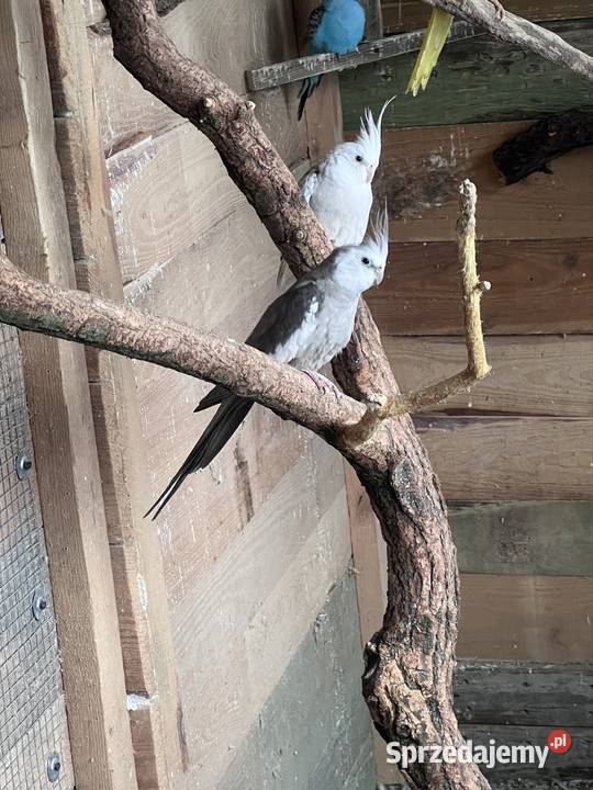 Para nimf białogłowych Ptaki Stobno Siódme sprzedam