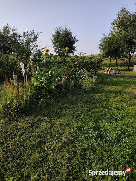 Siedlisko działka 2700m2 dom murowany Sprzedaż Kępa