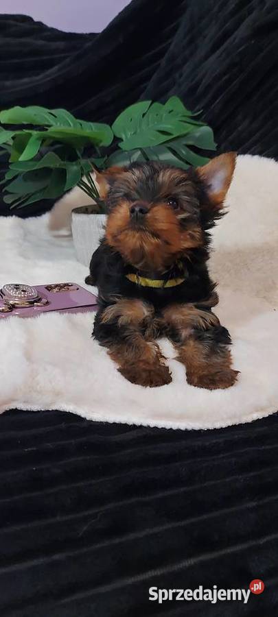 Malutka sunia yorkshire terrier Brzeg Dolny sprzedam