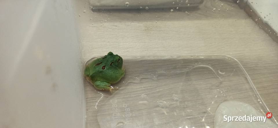 Żaby rogate małopolskie Kraków
