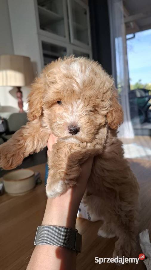 Maltipoo 10tyggotowe do nowego domuinteligencja Łowicz
