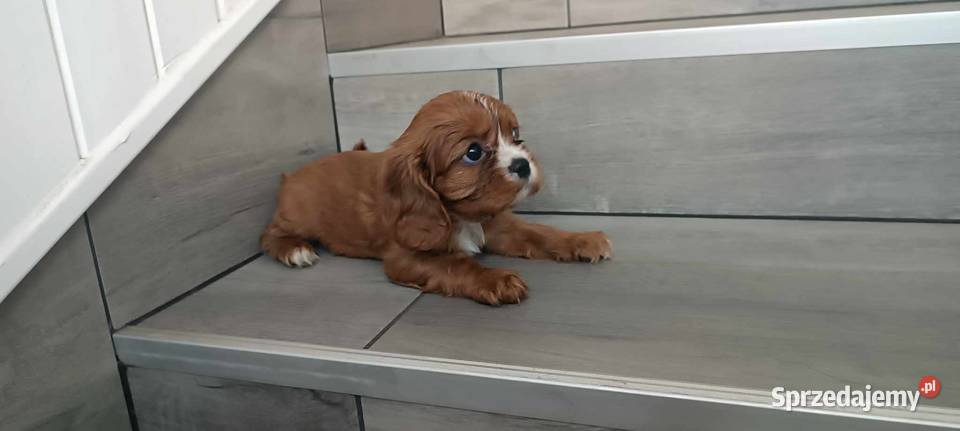Cavalier King Charles Spaniel Dziewczynka Ruby Dąbrowa Górnicza