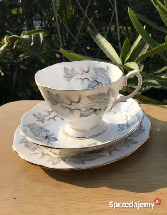 Mlecznik Klon srebrzystySilver Maple Royal pomorskie Gdańsk