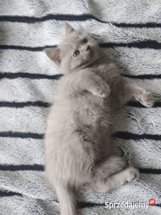 Kot brytyjski Katowice