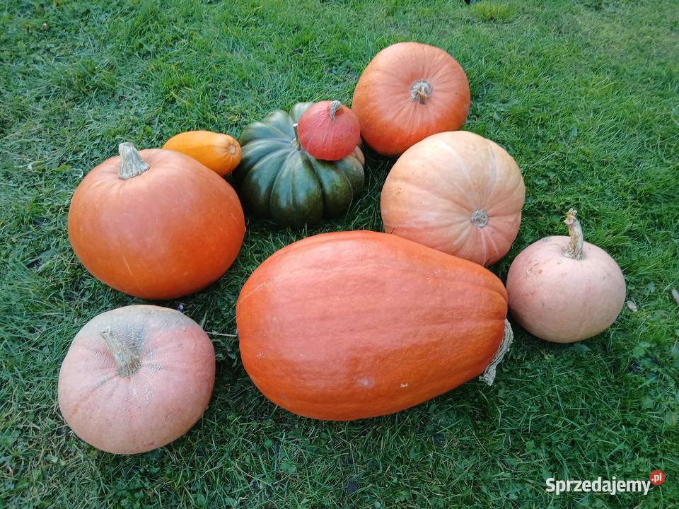 Dynia jadalna halloween