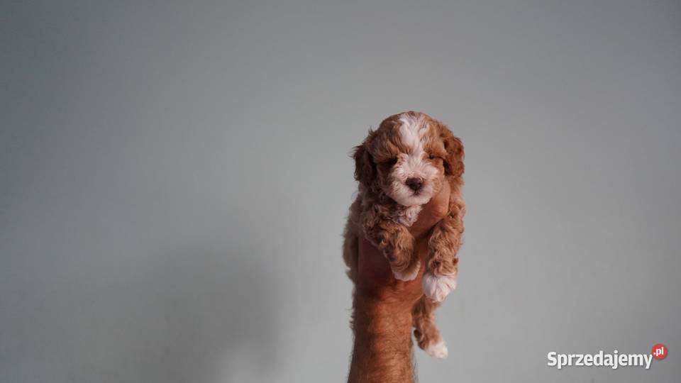 Piesek Maltipoo Brzozie sprzedam