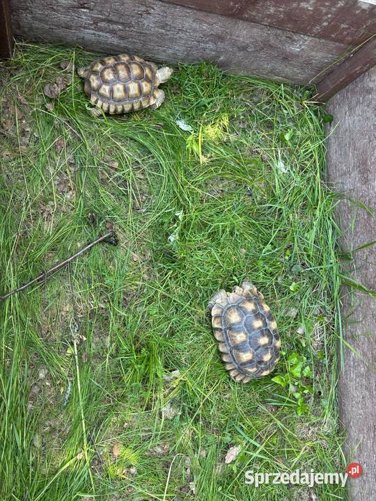 Zółw pustnyy żółw lądowy centrochelys sulcata