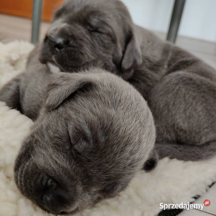 Cane Corso Italiano Grojec