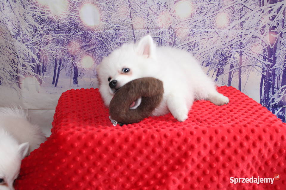 Szpic średni biały Oława