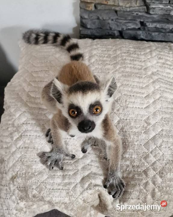 Oswojone Lemury Katta łac Lemur Catta piękne