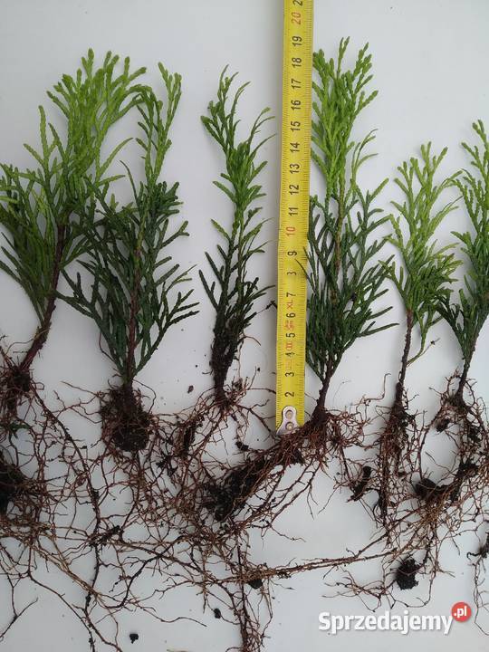 Tuja Smaragd około 1418 sadzonka goły korzeń Iglaste Wawrzeńczyce sprzedam