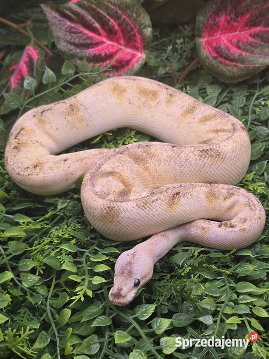 Python Regius CB20242025 pywatne kolekcji Bytom