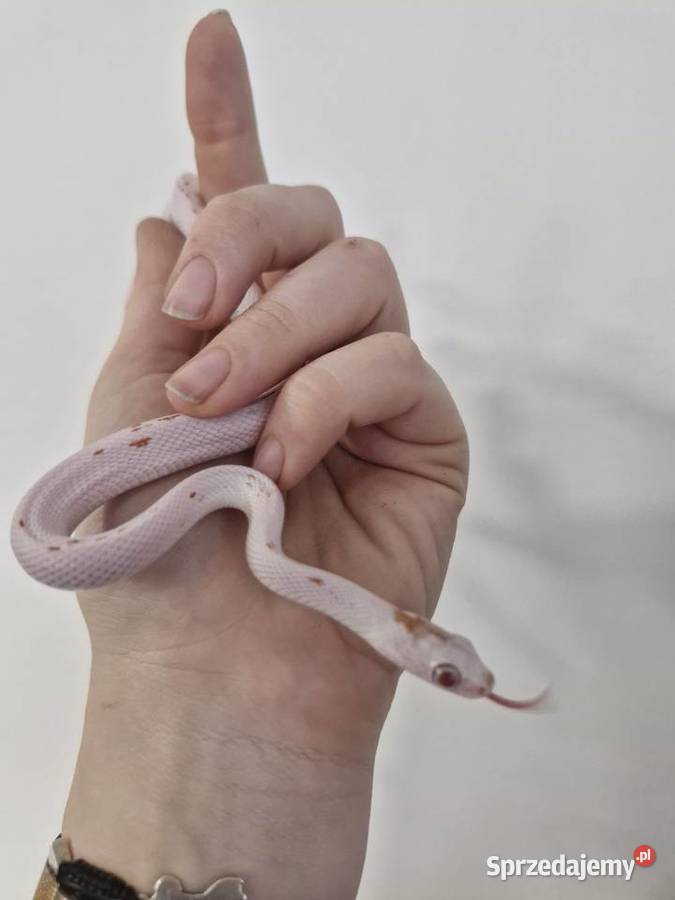 Węże zbożowe Palmetto I Scaleless Oława