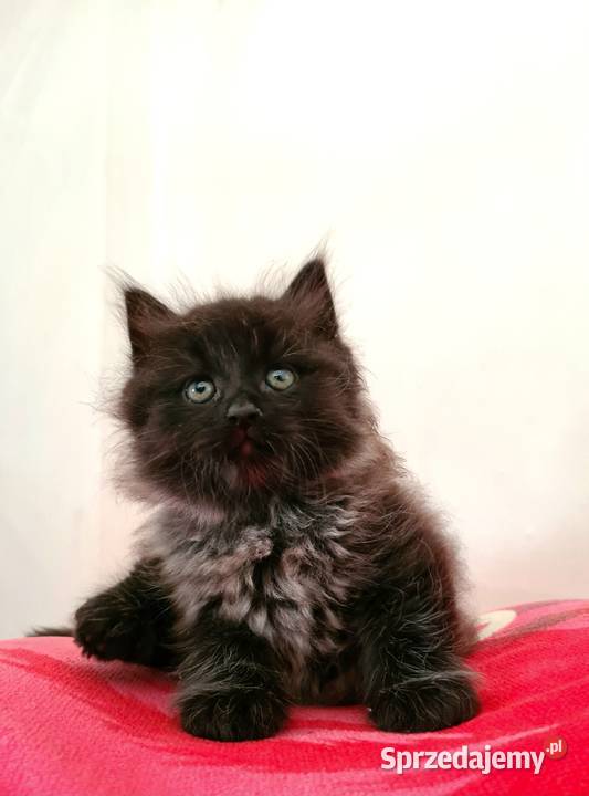 Maine Coon XXL Drygulec