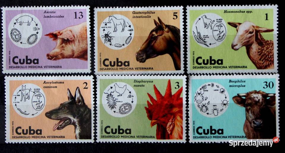 Kuba 5 Oborniki sprzedam