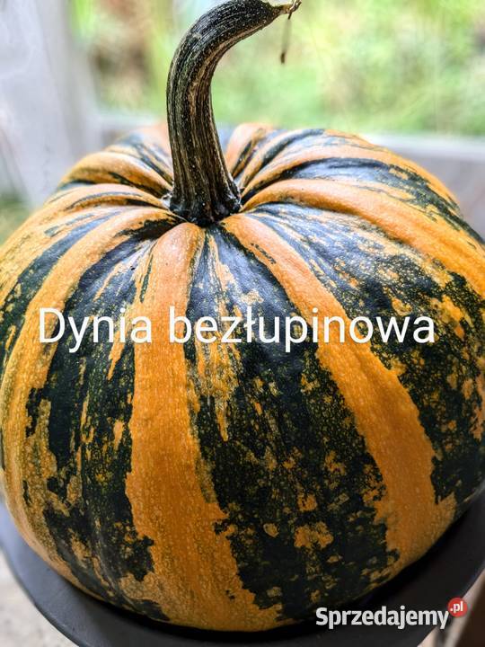 Dynia bezłupinowa nasiona kolekcjonerskie sprzedam
