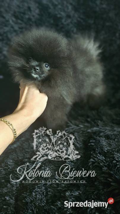 Pomeranian Szpic Miniaturowy śliczne pieski sprzedam