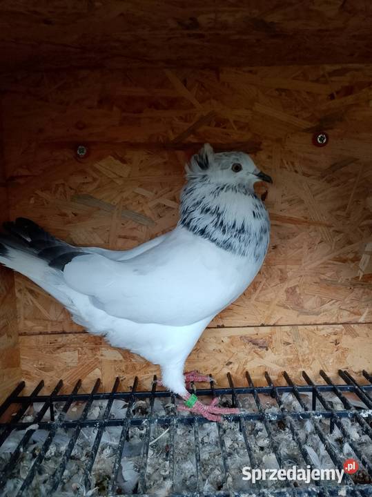 Gołębie ozdobne Wierzbice