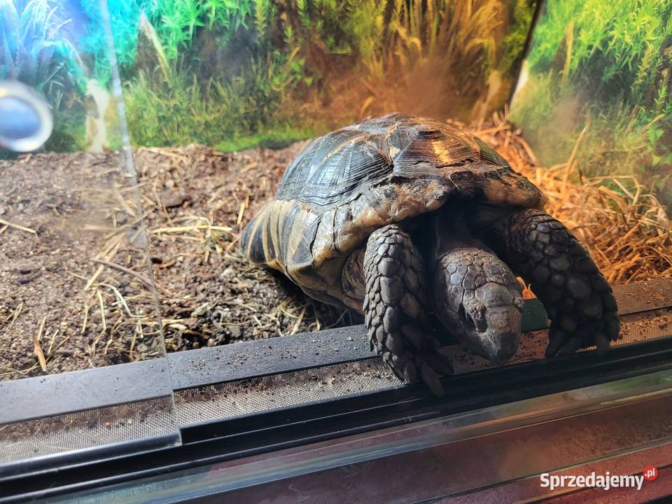 Żółw Obrzeżony Objezierze