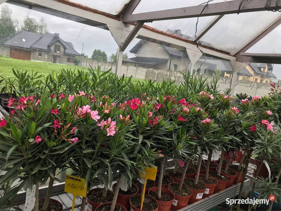 Oleander na pniu kwitnące Brzeźnica