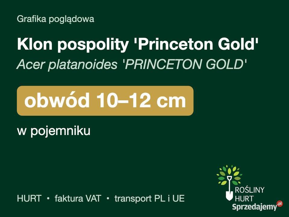 Klon pospolity Princeton Gold obw 1012 w Liściaste wielkopolskie