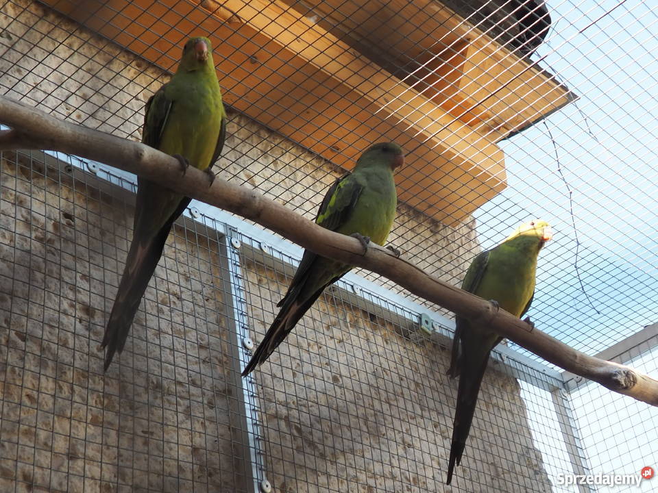 Papuga górska śląskie Pszów