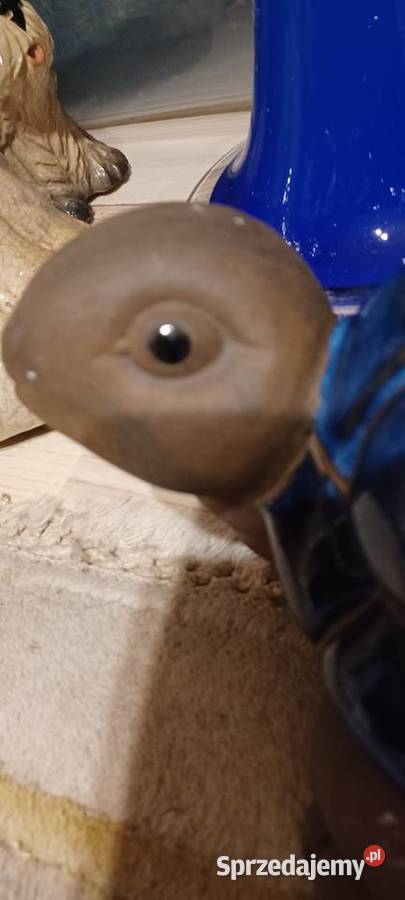 W POZNANIU KUPNO ŻÓLWIA Z GLINY CERAMIKI Dom i Ogród Środa Wielkopolska