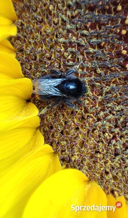 Kwiat słonecznika toio dolnośląskie