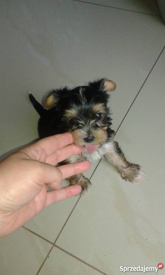 yorki wielkopolskie Leszno