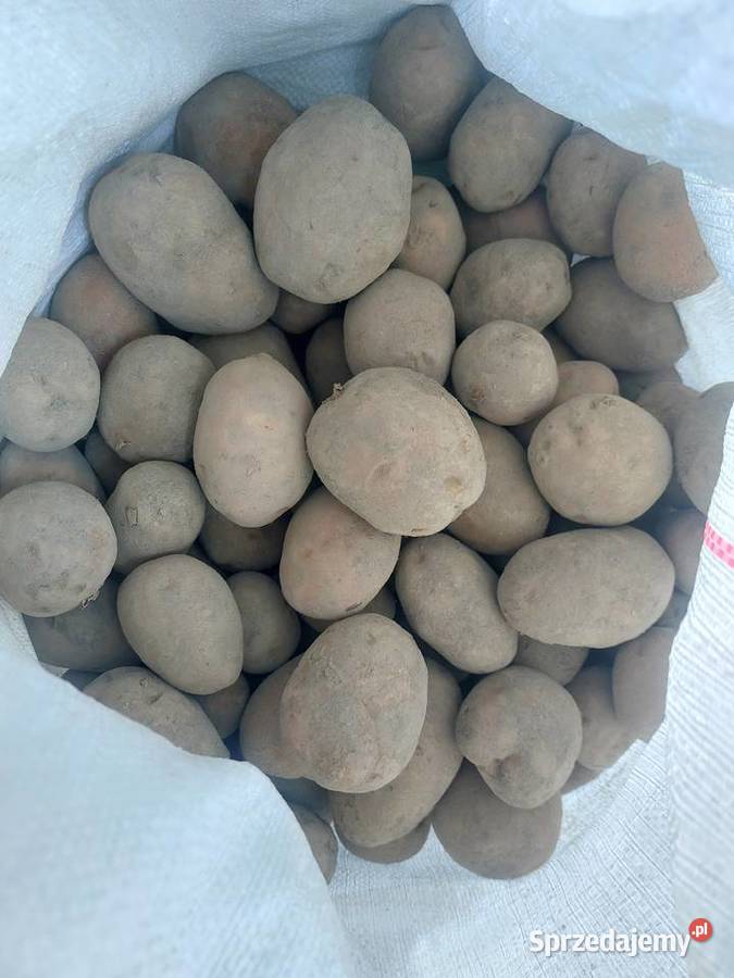 Sprzedam ziemniaki jadalne bellarosa Sulejów sprzedam