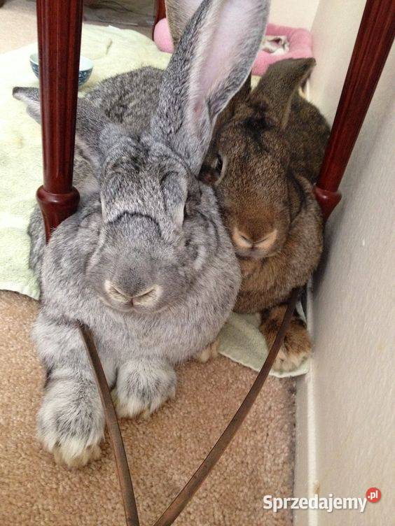 Króliki Szynszylowe termanski olbrzym B i Oława sprzedam