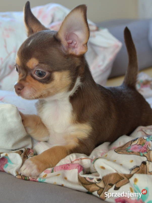 CHIHUAHUA PIĘKNY CZEKOLADOWYTAN PIESEK Chihuahua Warszawa